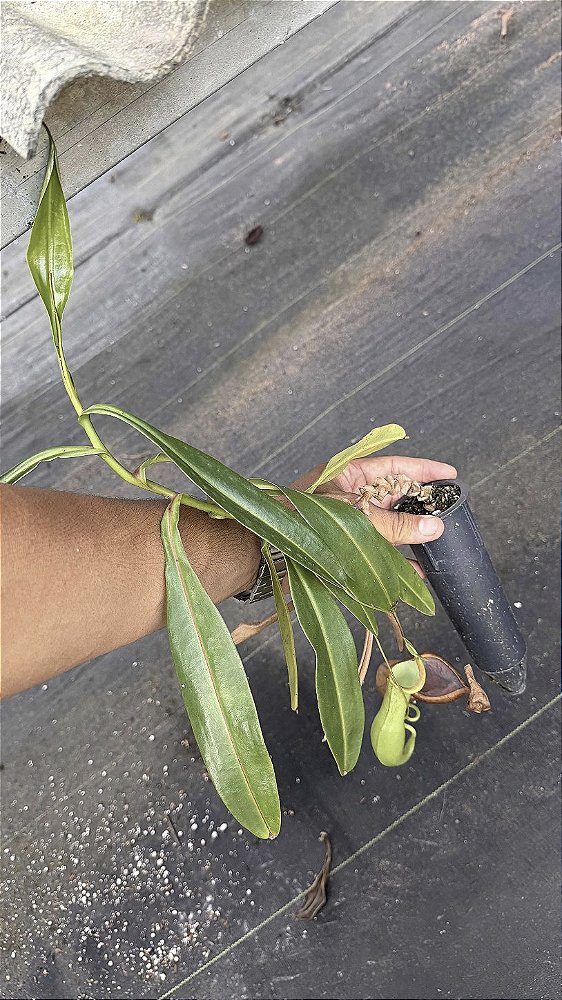 Nepenthes Arakawae Green