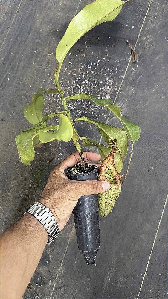Nepenthes Máxima x Veitchii