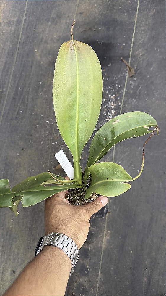 Nepenthes x Miranda