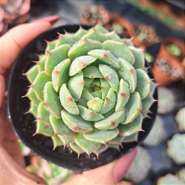 Echeveria ben badis - PT 9