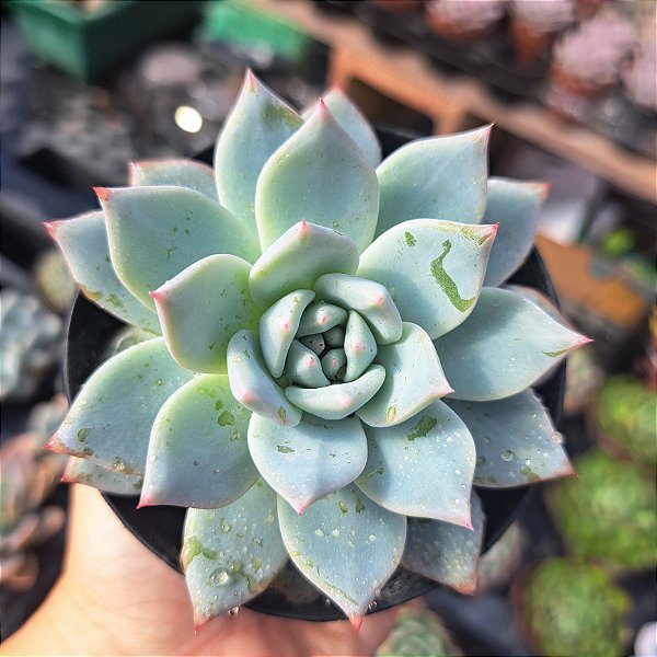 Echeveria blue bird - PT 9