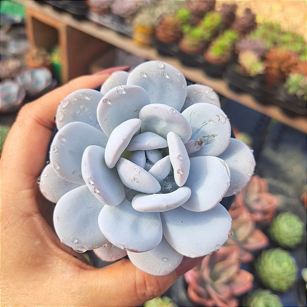 Echeveria Lauii - PT 9