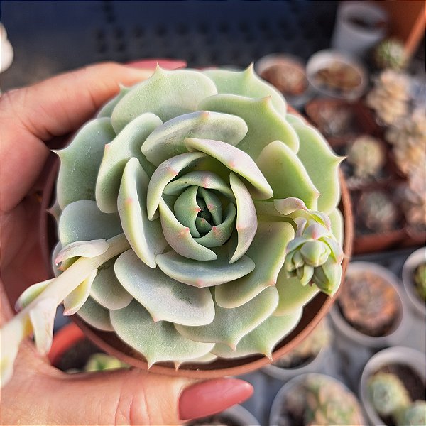 Echeveria Lola - PT 9