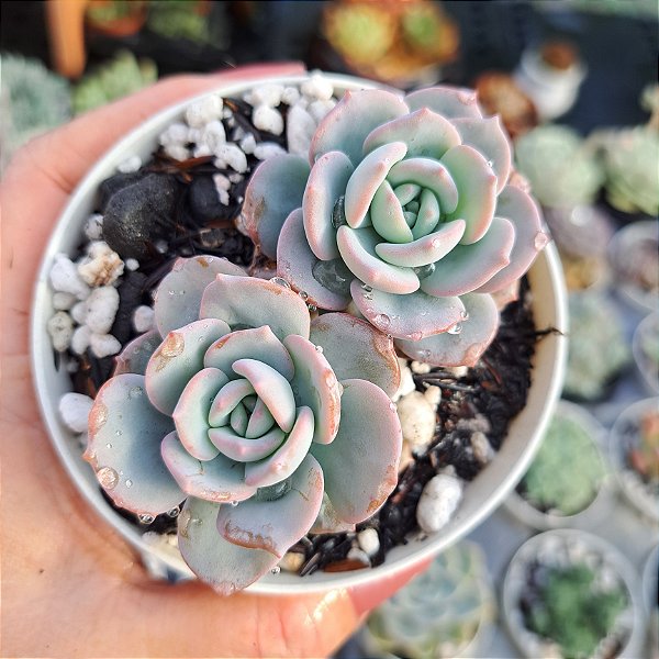 Echeveria Sweet Eva - PT 9