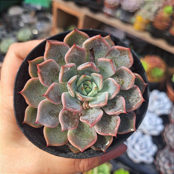 Echeveria Texensis rosea - PT 9