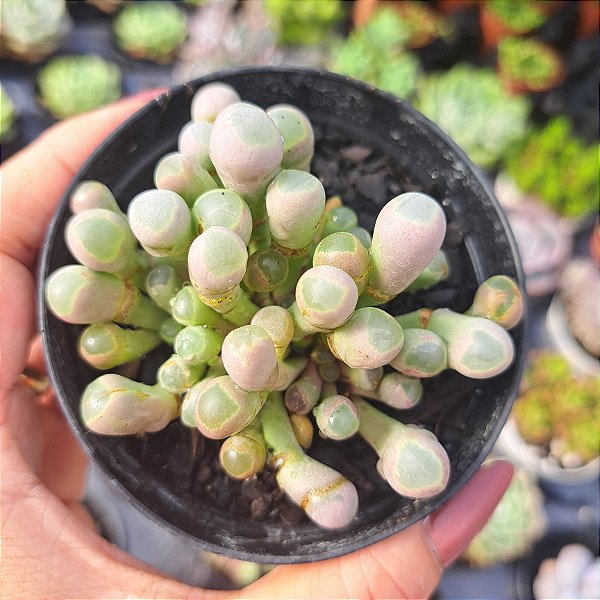 Fenestraria aurantiaca (DEDO DE ET) - PT 9