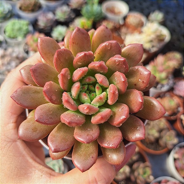 Graptoveria Bashfull - PT 9