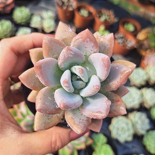 Graptoveria Opalina - PT 9