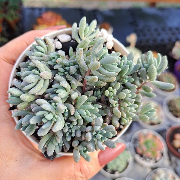 Sedum Spanicum Blue (Blue carpet) - PT 9