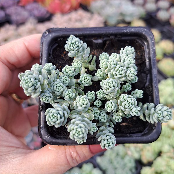 Sedum Dasyphyllum major - PT 9