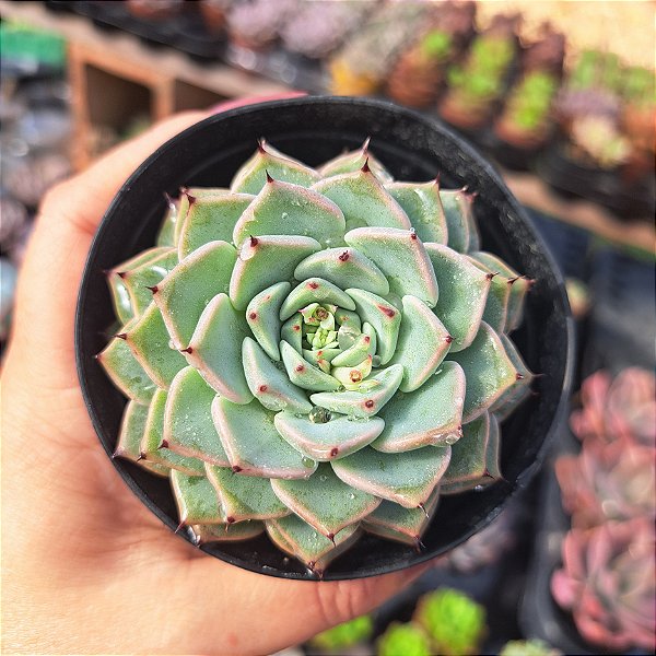 Echeveria sara himebotan - PT 9