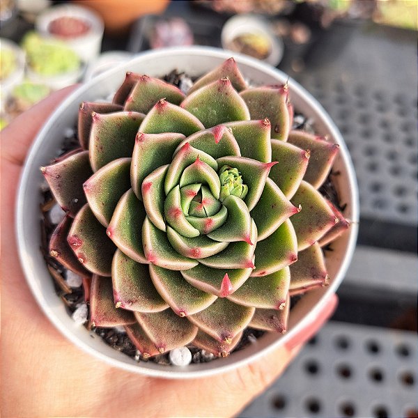 Echeveria São Luis - PT 9