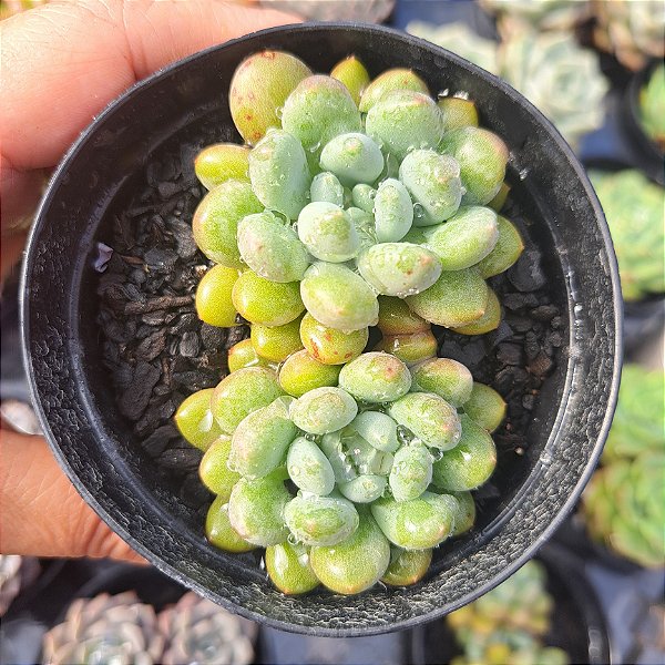 Echeveria Blue feather dupla - PT 9