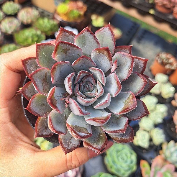 Echeveria Dark Ice - PT 9