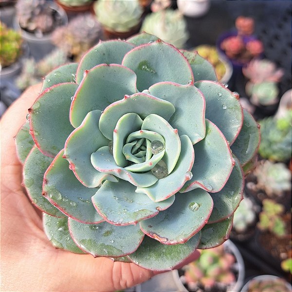 Echeveria Atlantis - PT 9