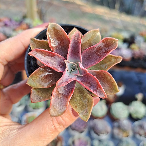 Echeveria Golden tower - PT 6