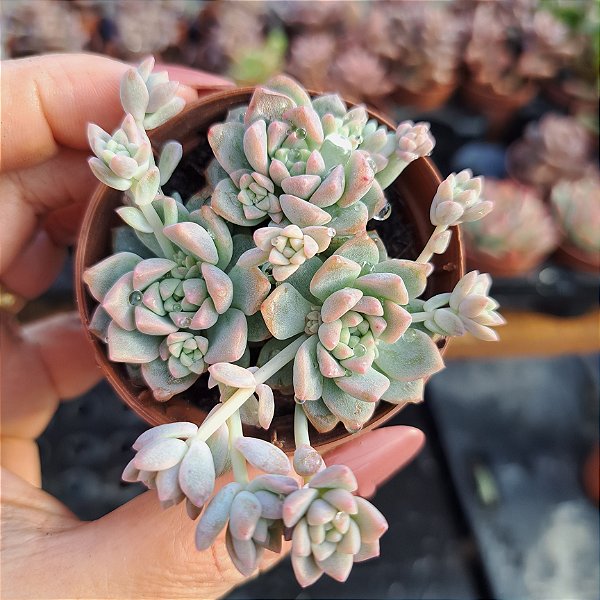 Echeveria prolifica - PT 6