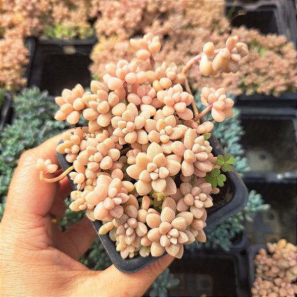 Sedum Mirinae - PT 9