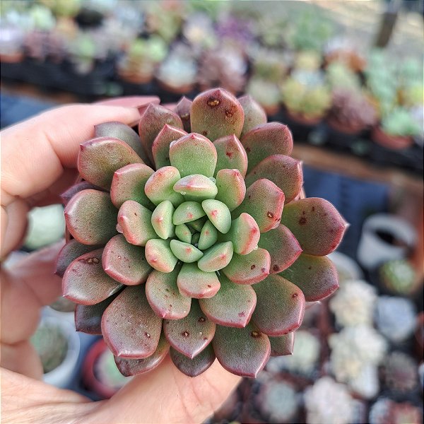 Graptoveria Bashfull - PT 6