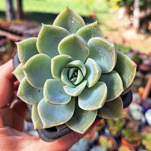 Graptoveria Fantome - PT 9