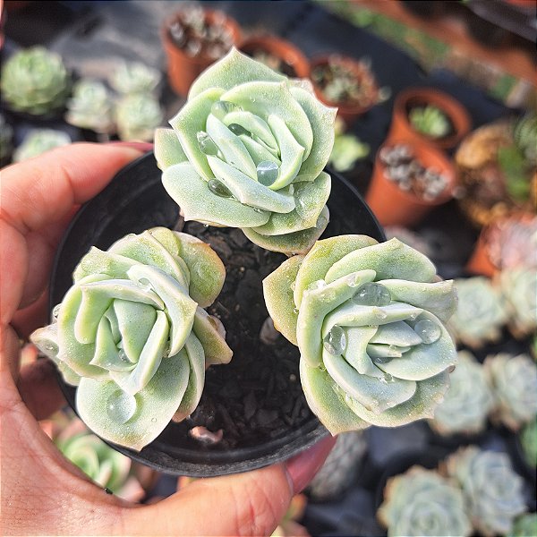 Graptoveria Lovely rose - PT 9