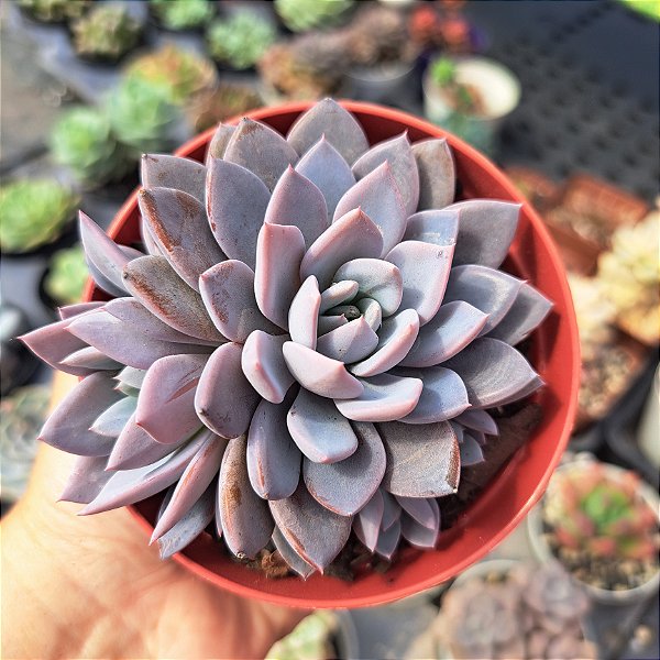 Graptoveria Lulu - PT 9