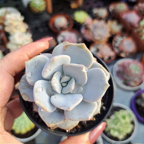 Graptoveria margareth rose - PT 8