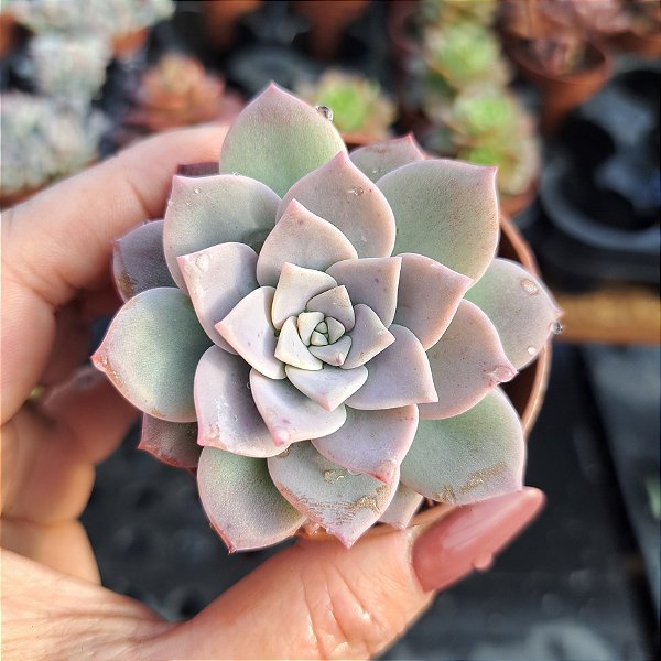 Graptoveria Milkway - PT 6