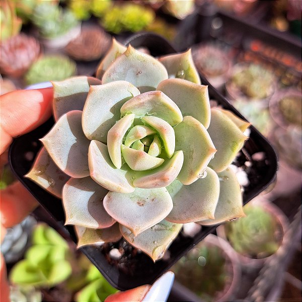 Graptoveria titubans - PT 9