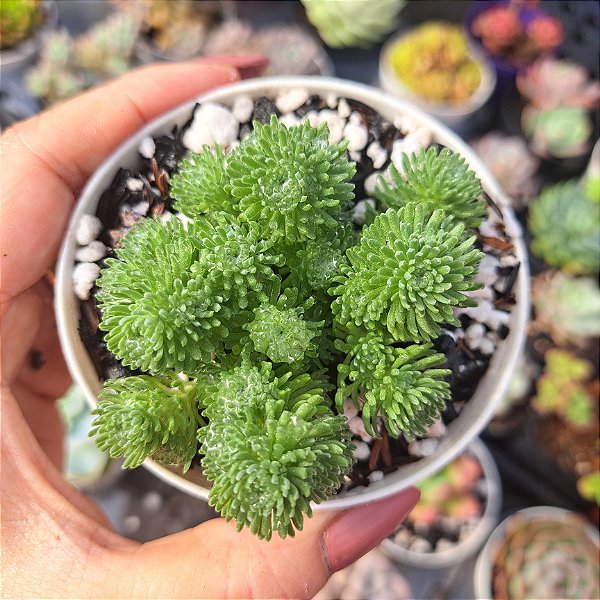 Multiceps pom pom - PT 9