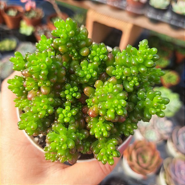 Sedum red berry - PT 9