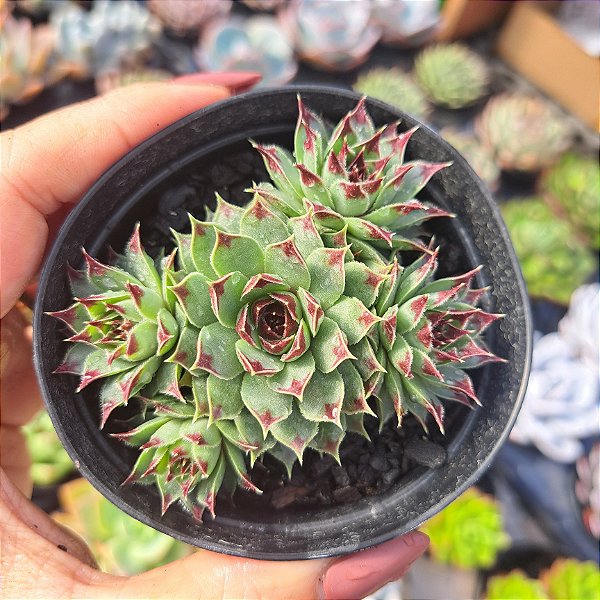 Sempervivum calcareum - PT 9