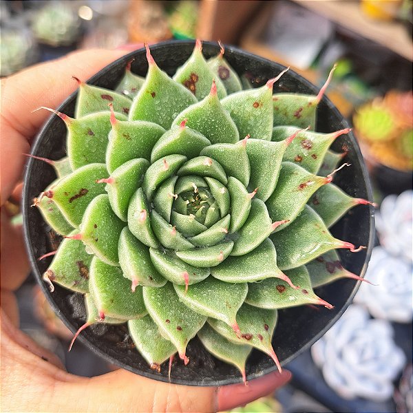 Graptoveria Silver star - PT 9