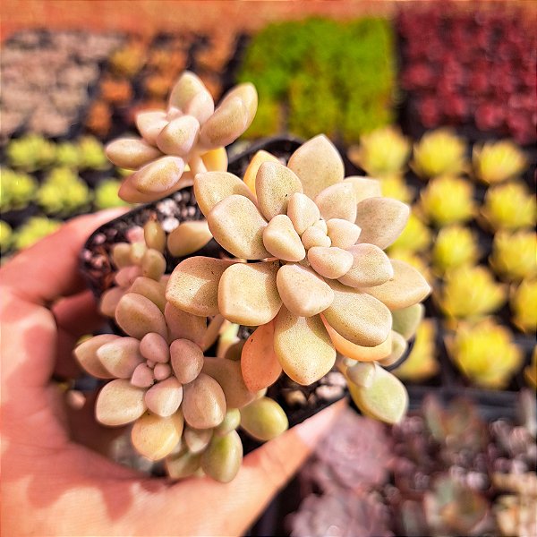 Graptopetalum mendozae - PT 9