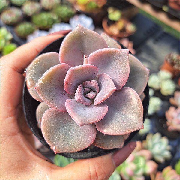 Graptoveria mr. richards - PT 9