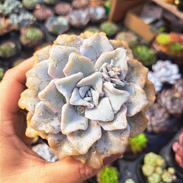 Echeveria Crispate beauty - PT 9