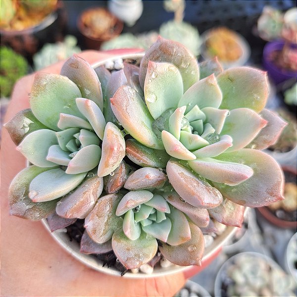 Graptoveria Milkway - PT 9