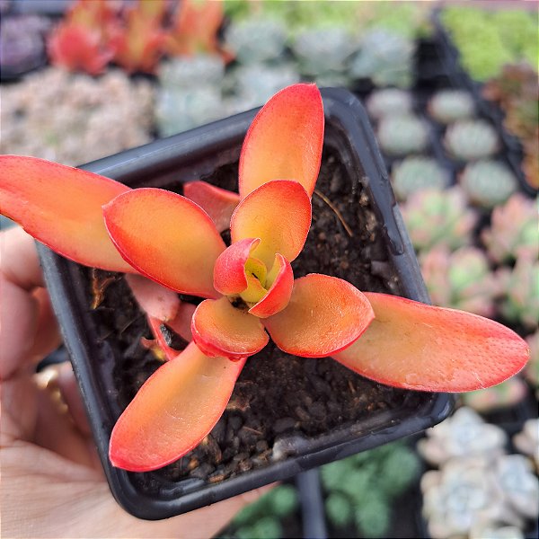 Crassula campfire - PT 9