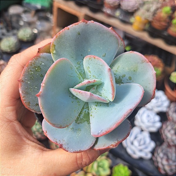 Echeveria Gila - PT 9