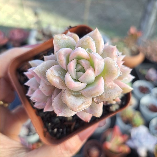 Echeveria Albicans variegata - PT 9