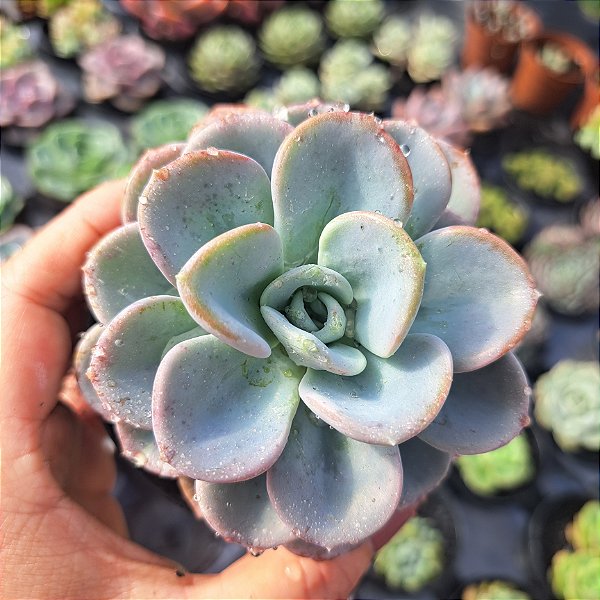 Graptoveria Orpet - PT 9