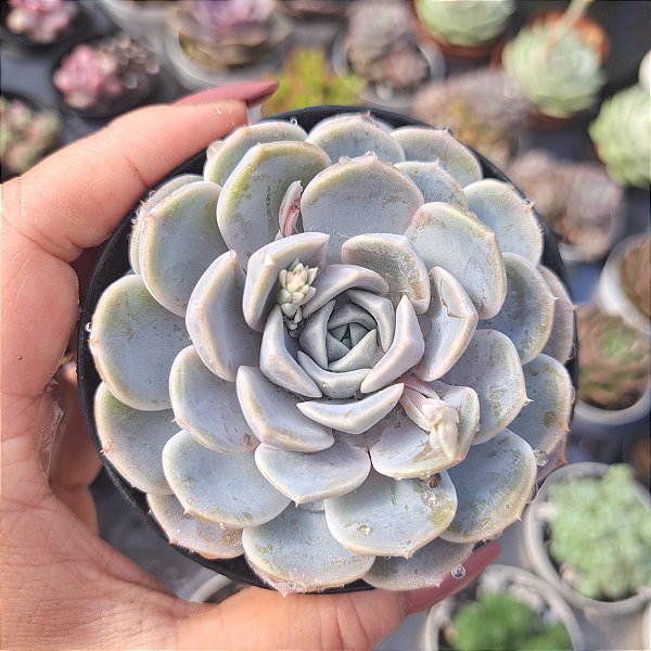 Echeveria tiny burguer - PT 9