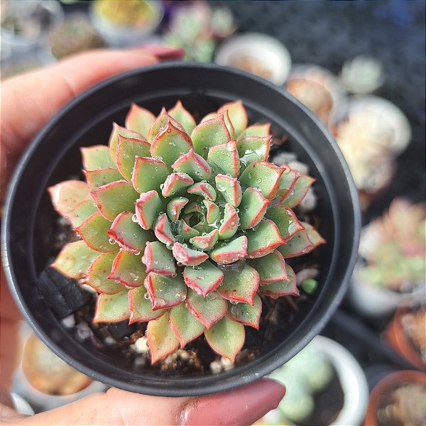 Echeveria darley dale - PT 8