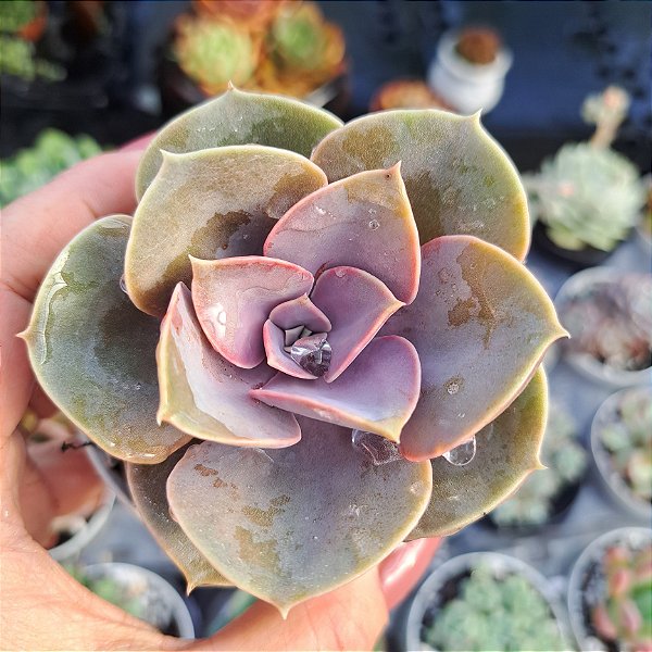 Echeveria Perle von nurberg - PT 9