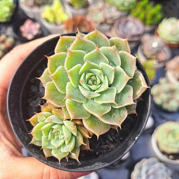 Graptoveria margarete repin - PT 9