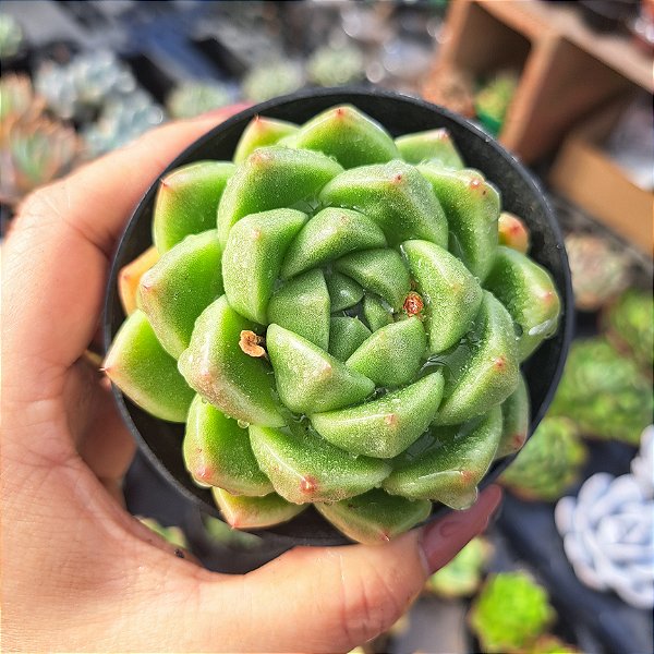 Echeveria Green Jelly - PT 9