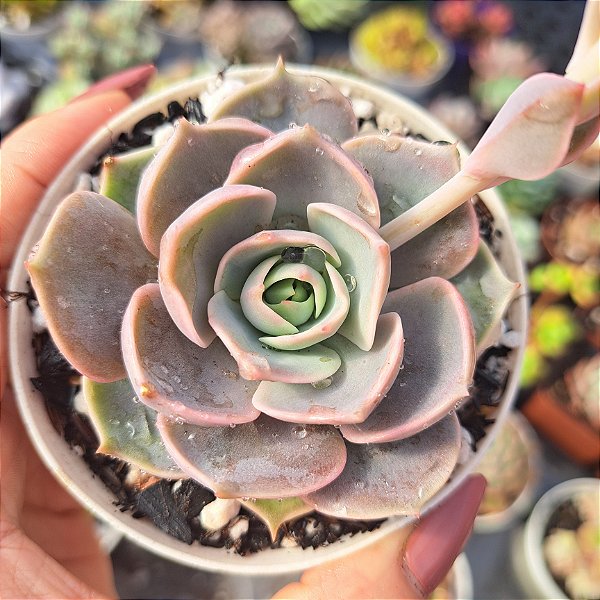 Echeveria Lotus - PT 9