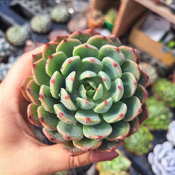 Echeveria Sittifukumiana - PT 9