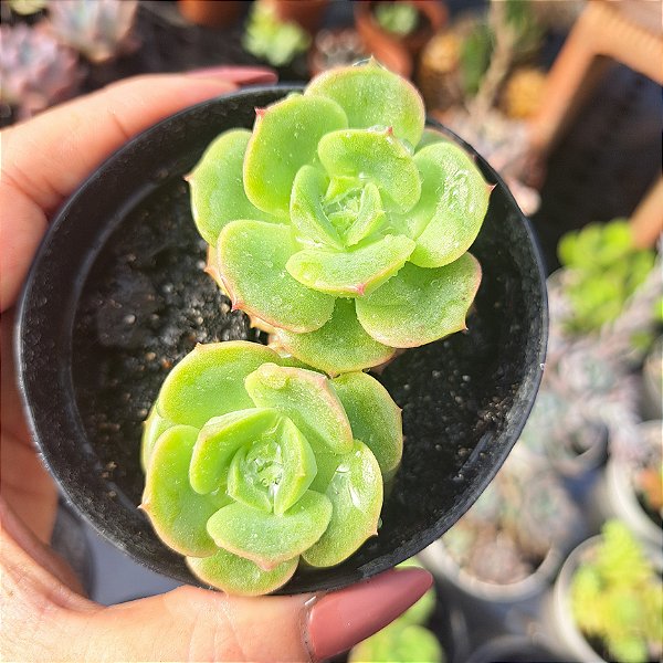 Echeveria Nicksana - PT 9