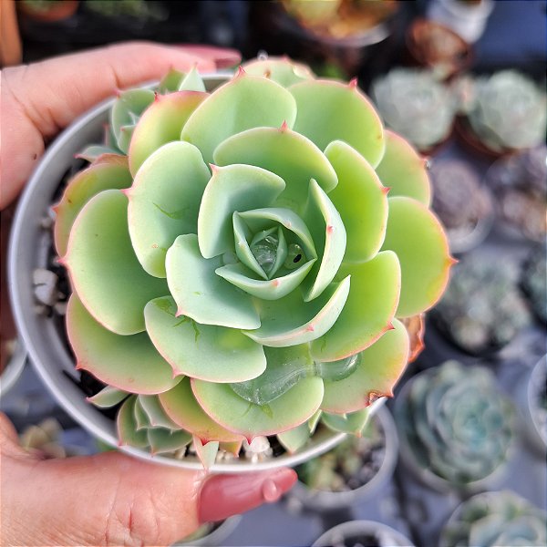Echeveria lemon lime - PT 9